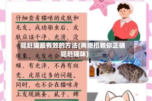 驱赶猫最有效的方法(两绝招教你正确驱赶猫咪)