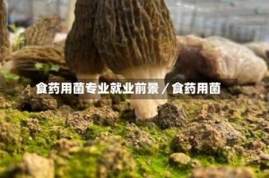 食药用菌专业就业前景／食药用菌
