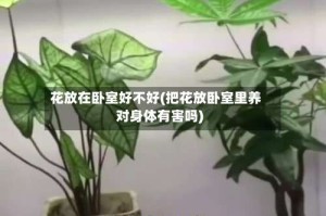 花放在卧室好不好(把花放卧室里养对身体有害吗)