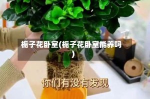 栀子花卧室(栀子花卧室能养吗)