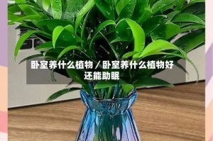 卧室养什么植物／卧室养什么植物好还能助眠