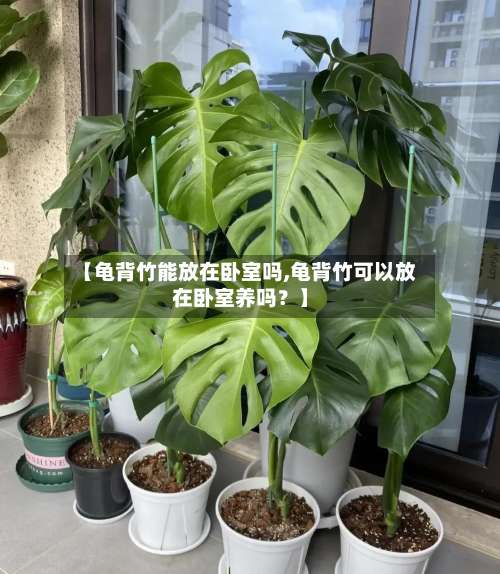 【龟背竹能放在卧室吗,龟背竹可以放在卧室养吗？】-第2张图片