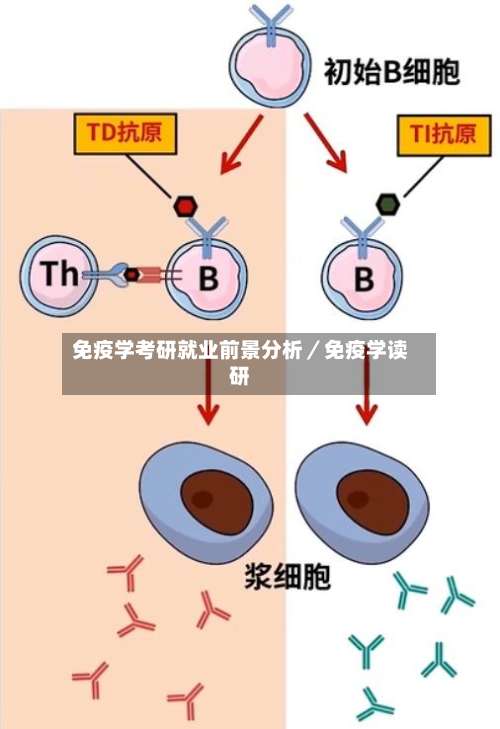 免疫学考研就业前景分析/免疫学读研-第2张图片