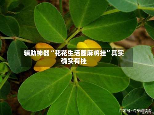 辅助神器“花花生活圈麻将挂	”其实确实有挂-第3张图片