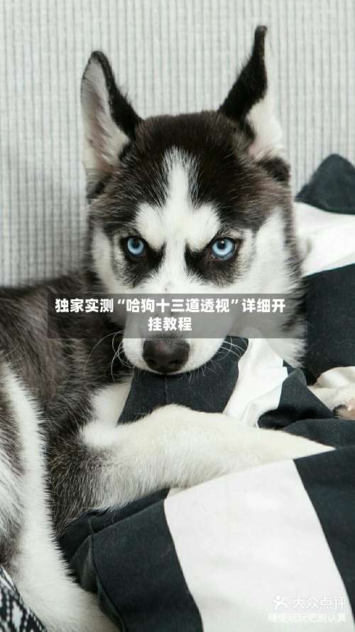 独家实测“哈狗十三道透视	”详细开挂教程-第1张图片