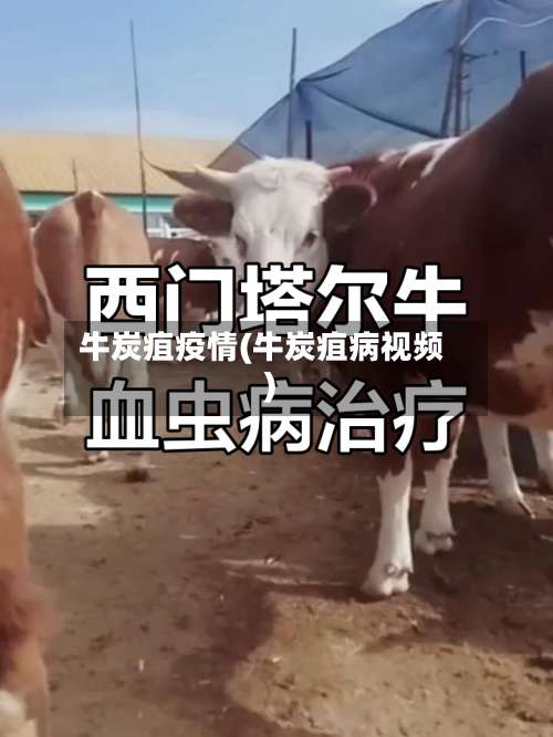 牛炭疽疫情(牛炭疽病视频)-第3张图片