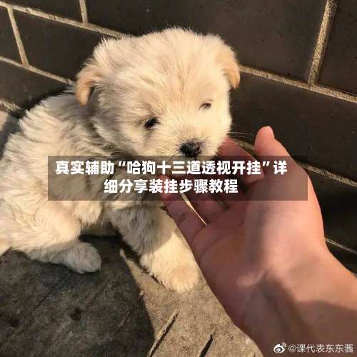 真实辅助“哈狗十三道透视开挂	”详细分享装挂步骤教程-第1张图片