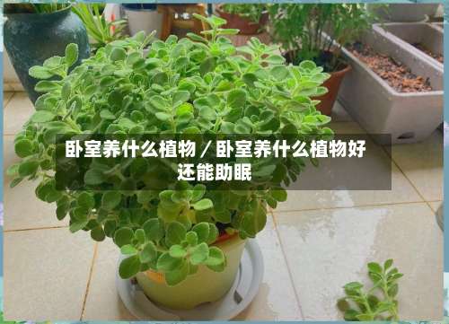 卧室养什么植物／卧室养什么植物好还能助眠-第2张图片