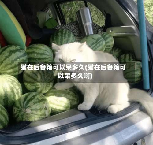 猫在后备箱可以呆多久(猫在后备箱可以呆多久啊)-第3张图片