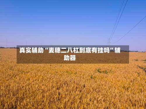 真实辅助“麦穗二八杠到底有挂吗”辅助器-第2张图片
