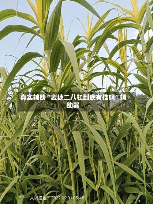 真实辅助“麦穗二八杠到底有挂吗”辅助器-第1张图片