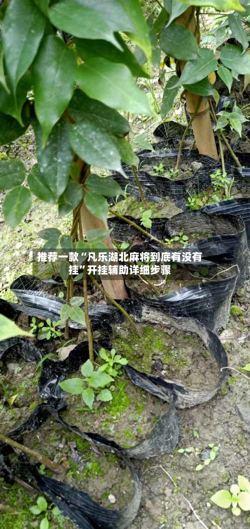 推荐一款“凡乐湖北麻将到底有没有挂”开挂辅助详细步骤-第1张图片